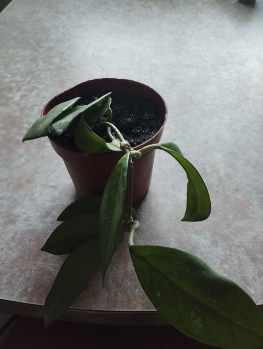 Продаю комнатные цветы 1500