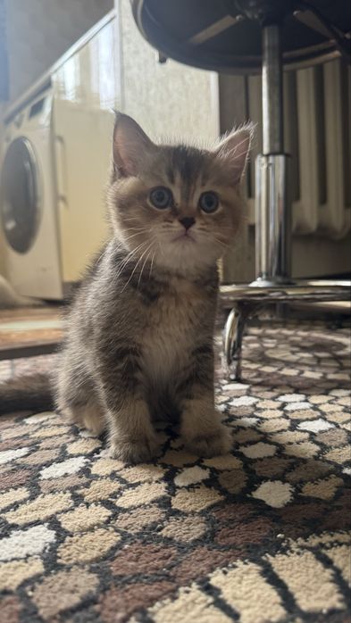 Продается Кошка Mushuk Sotiladi