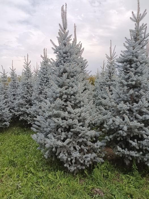 Голубые ёлки разных размеров