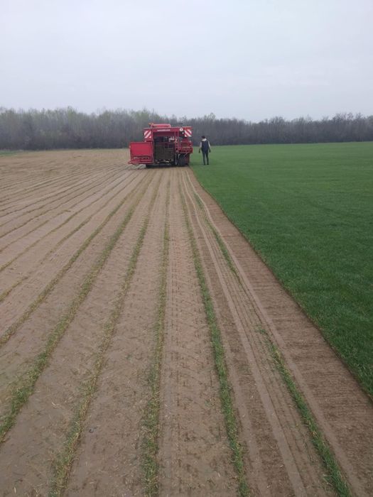 Gazon rulou și sistem de irigatii