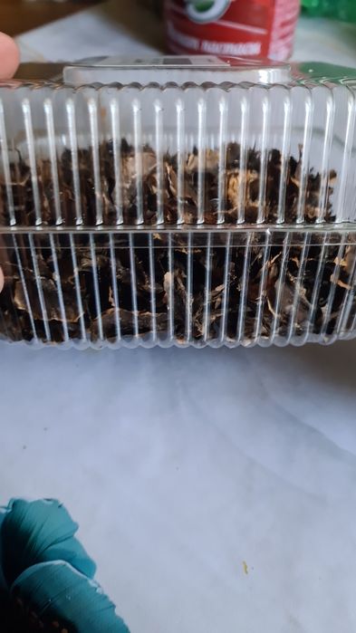 Грецкие Перегородки