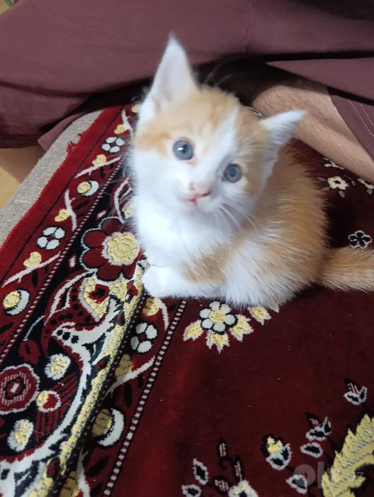 Котята ищут мам и пап)
