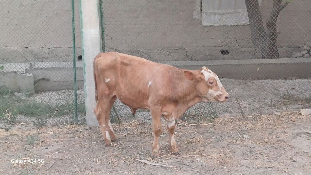 Angus, Limuzin, Avlokul sifatli qoramollari sotiladi