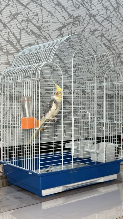 Корелла попугай сатылады!