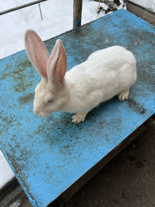 Hikol quyon Хикол кролик