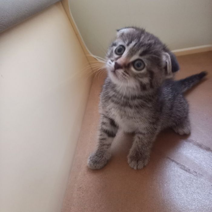 Вислоухий котёнок 1 мес{ дев}