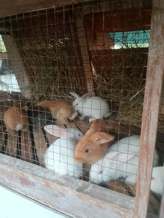 Кролики  на продажу