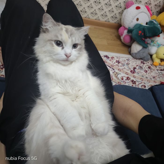 Кошка породистая