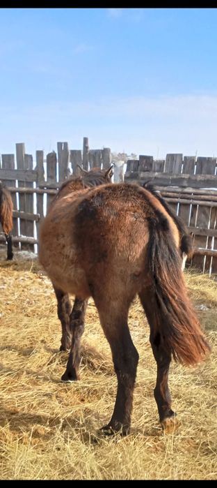 Байтал сатылады.