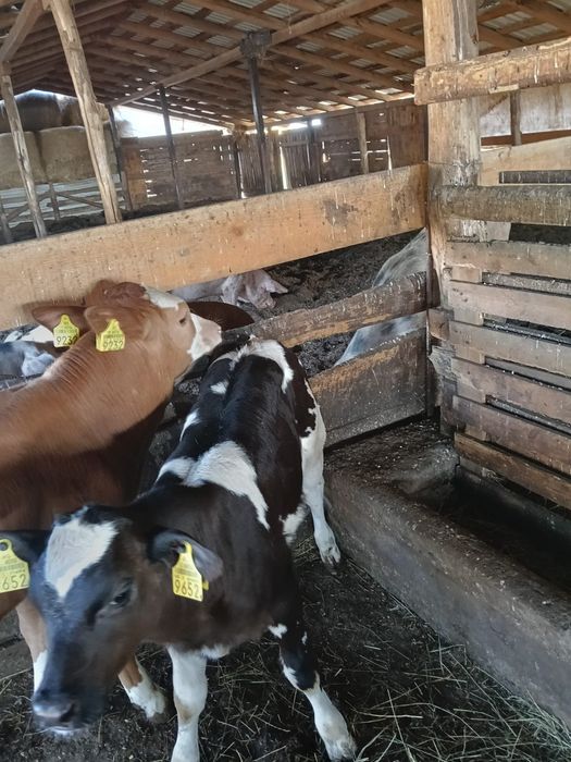 Vand 2 tăurași și o vitea belga