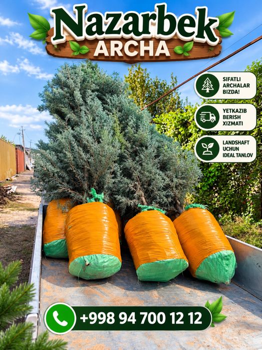 Archa — Italiyaning original Arizonkiy kiparisi