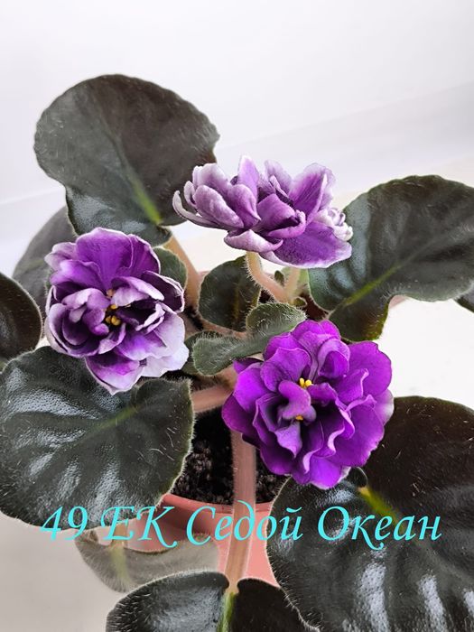 Фиалки   сортовые