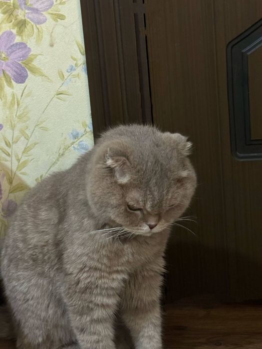 Кошка продаётся серый цвет