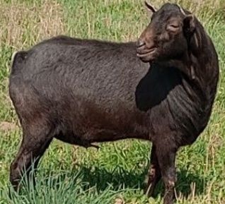 Vindem capre, iezi și iedute de 4 luni.