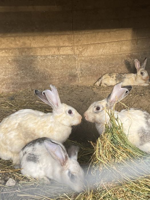 Адемы уй кояндары