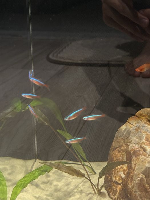 Аквариум живыми рыбками