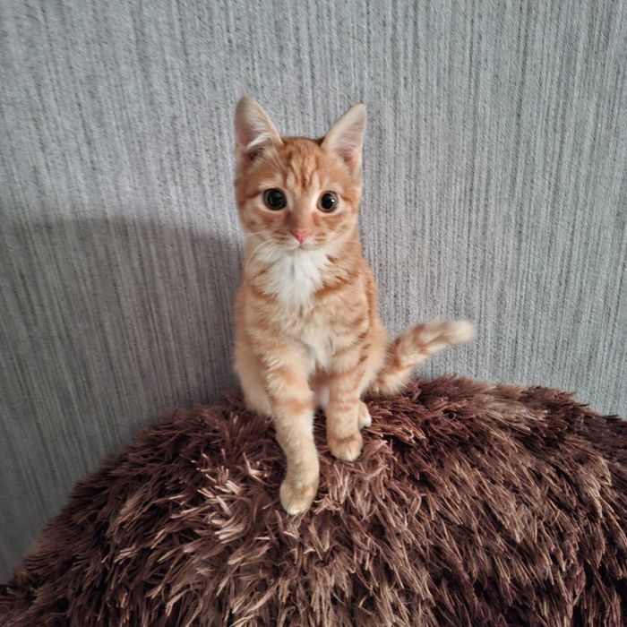 Отдам в хорошие и ответственные руки котенка