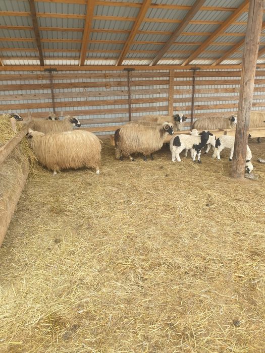 Oi de vânzare 14 Miori și un Berbec