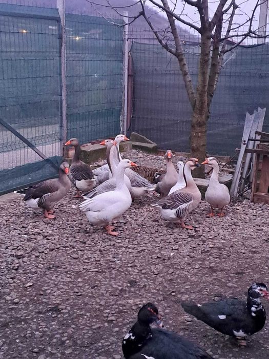 Vand gaste toulouse si rate mute