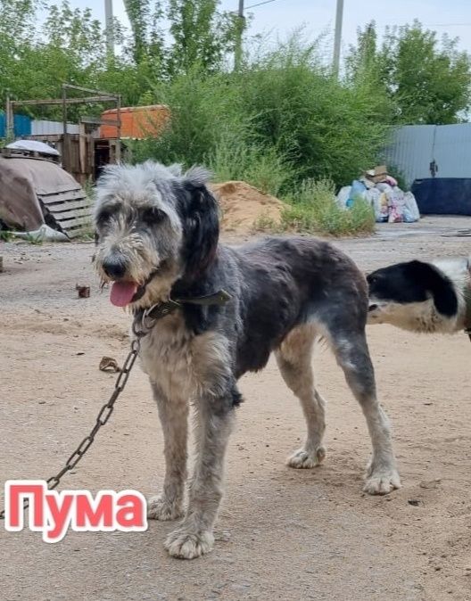 Дарю в добрые и ответственные руки