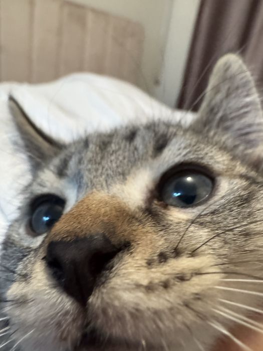 Котик, домашний, 2 месяца