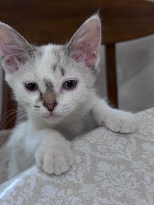 Отдам в добрые и заботливые руки очаровательную котёнка-девочку.
Ла