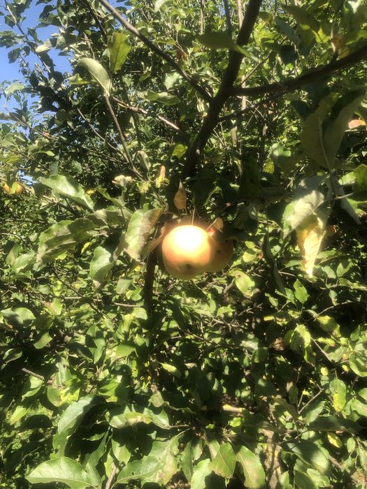 Къща с двор и геран