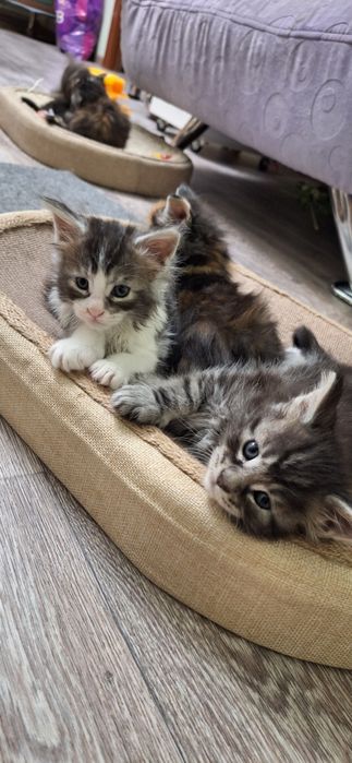 Котята  мейн-кун