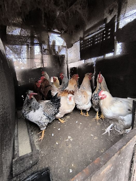 Продавам петли на 7 месеца