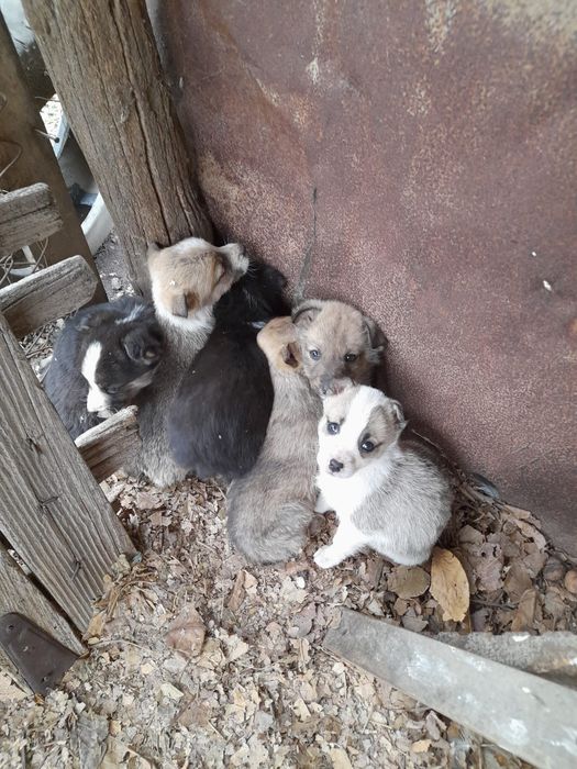 Ofer spre adoptie catei