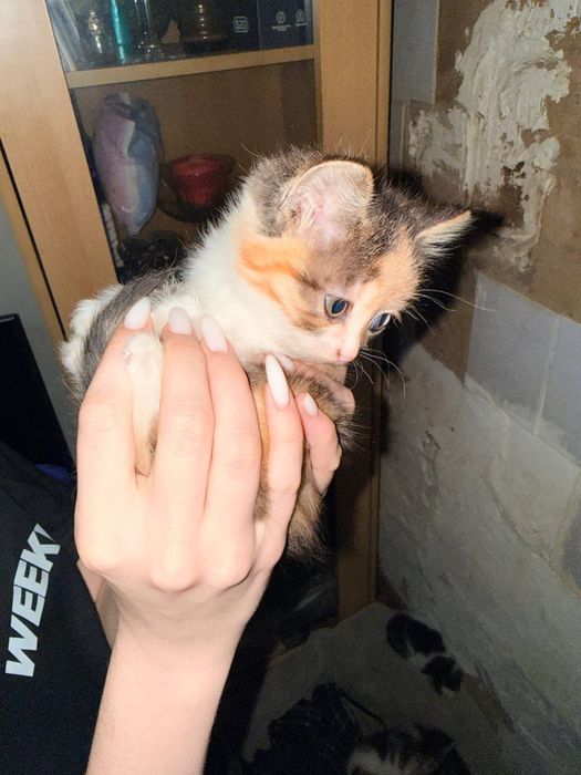 Отдам в хорошие руки котят