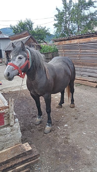 Mănză de vânzare