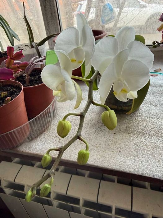 Продам орхидеи сортовые