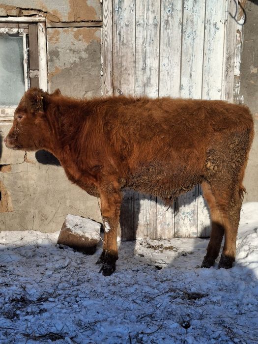 Бычки на откорм, 3 головы.