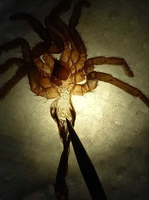 Tarantula Pitica Hapalopus Femela 3 cm