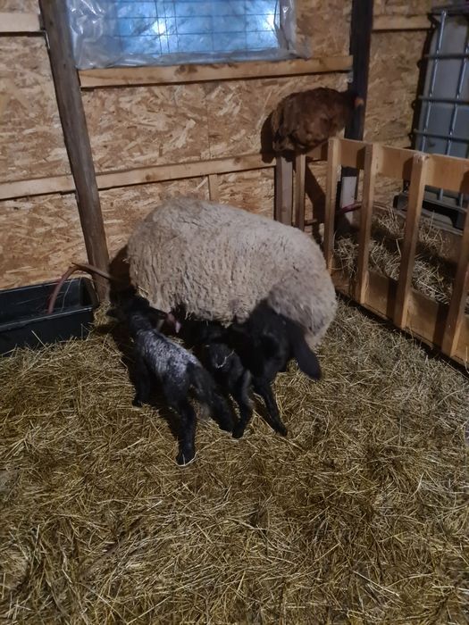 Oi suffolk de vânzare!