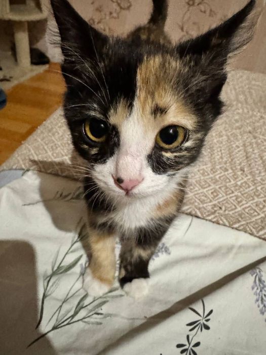 Котёнок в добрые руки