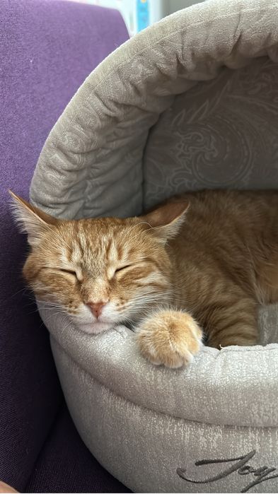 Отдам кота в добрые руки