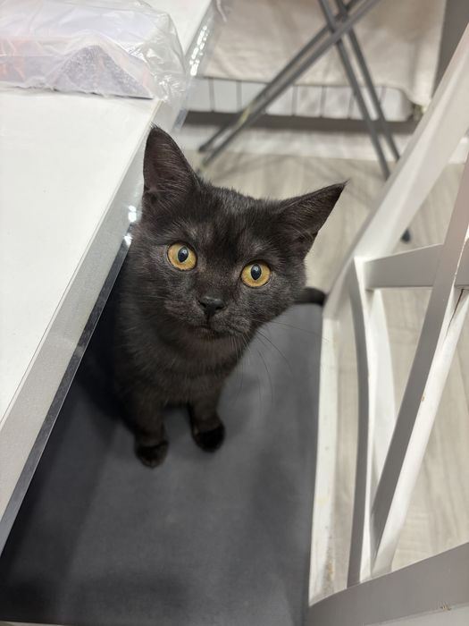 Котенок ищет новый дом