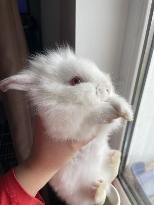 Iepure pitic cap de leu