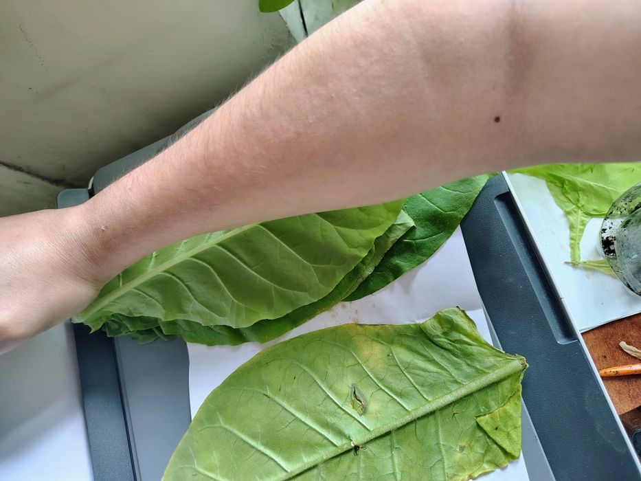 Seminte tutun Golden Virginia