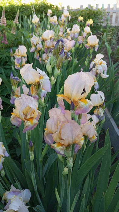 Ирис многолетние цветы