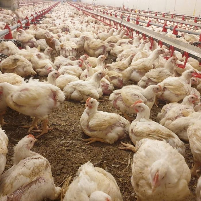 Ferma pasari Babadag