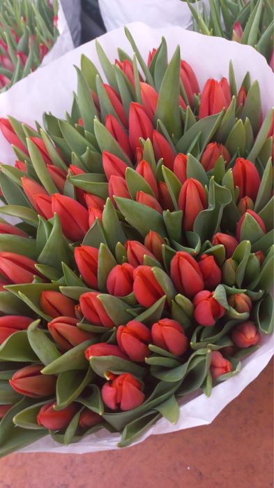 Голландские тюльпаны к 8 марта