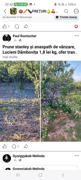 Vind prune pentru țuică și dulceață