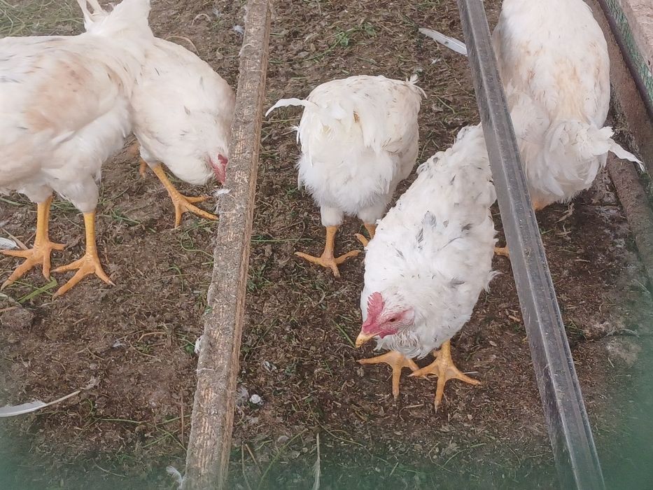 5 oylik jujalar sotiladi