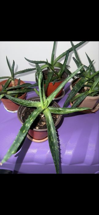 Алоэ вера оптом 4 штуки