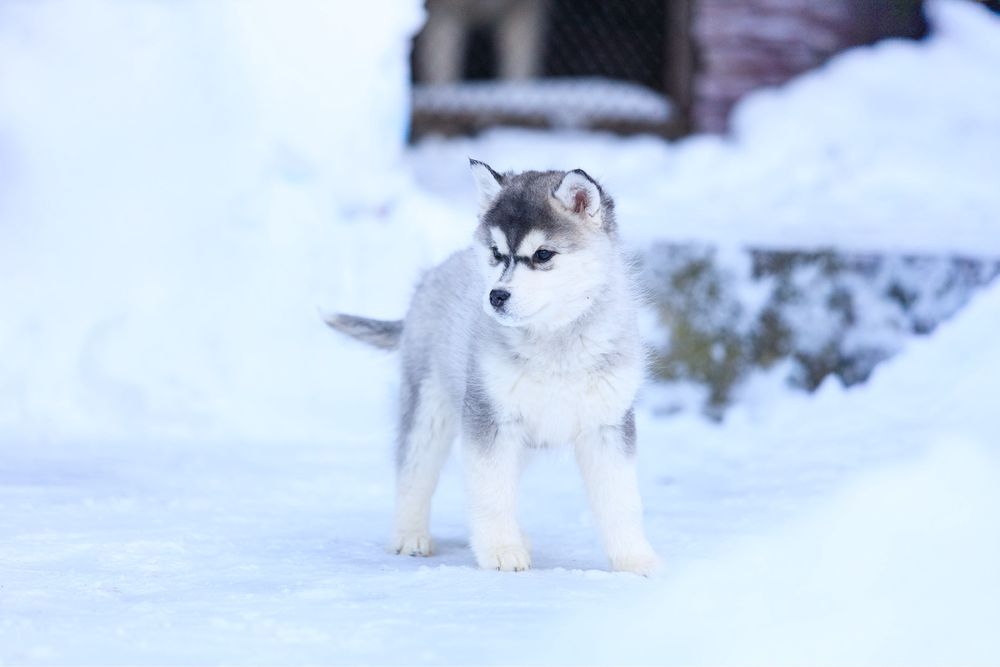 Девочка и Мальчик породы Сибирский Хаски щенки