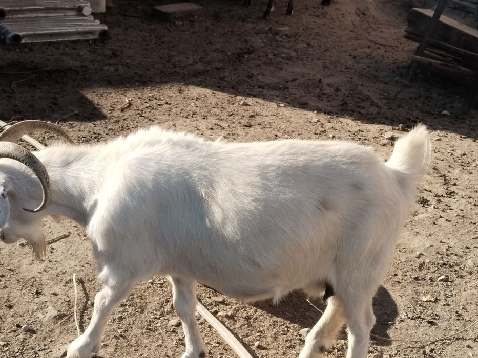 Сойатын ешкілер сатылады