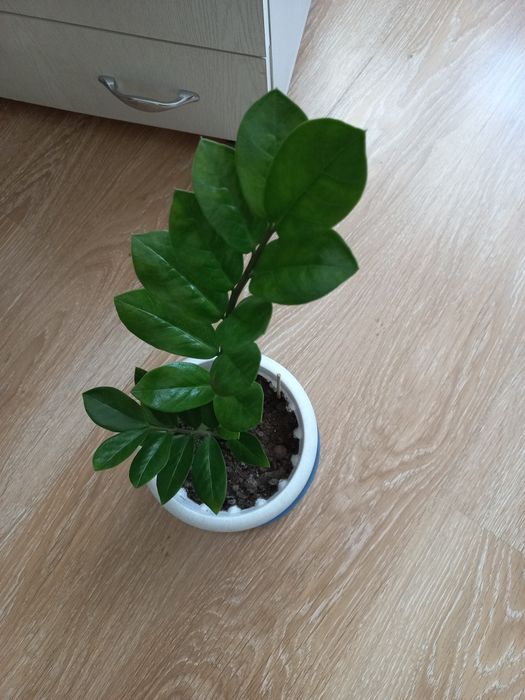 Продам комнатный цветок.